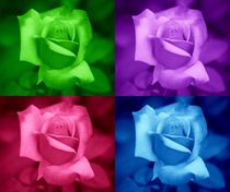 Rosen Collage von kattobello
