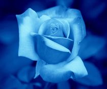 Blue Rose by kattobello