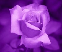 Violett Rose von kattobello