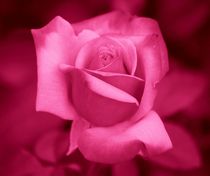 Pink Rose von kattobello