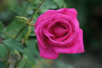 Rosa Rose by kattobello