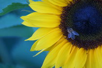 Bienchen im Sonnenblümchen von kattobello