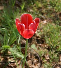 Rote Tulpe by kattobello