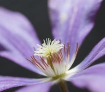 Clematis by inti