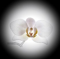 Orchidee 1 by inti