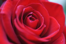 Rote Rose von inti