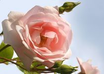 Romantic-rose by inti