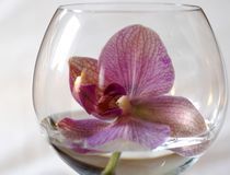 Orchidee im Glas by inti