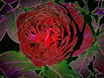 Eine rote Rose von inti