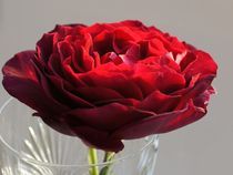 Die Rose der Liebe by inti