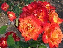 Pfirsichfarbene Rosen von inti