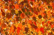 Herbstfarben im Sonnenlicht von inti