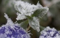 Mini-Schnee-Impression by inti