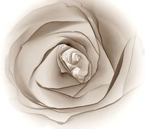 Sepia-Rose by inti