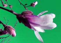 Magnolienblüten by inti