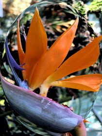 orange kakadu von mixedart