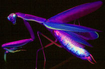 Purple Mantis by Rainar Nitzsche
