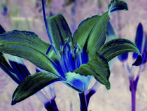 Blüte blaugrün von Rainar Nitzsche