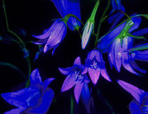 Glockenblume leuchtend blau by Rainar Nitzsche
