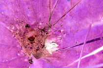 Trichternetzspinne in Pink by Rainar Nitzsche