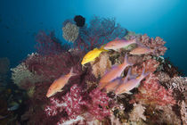 Reef Life by Reinhard Dirscherl