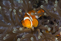 Nemo by Reinhard Dirscherl