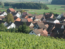 Das Weinbauerdorf Rudolfingen im Zürcher Weinland von Billo Heinzpeter Studer