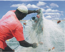 Kiemennetz - Saloum, Senegal - fair-fish.net von Billo Heinzpeter Studer