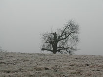 Winterbaum auf Krete bei Marthalen by Billo Heinzpeter Studer