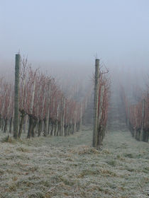 Winterreben ob Rudolfingen im Nebel von Billo Heinzpeter Studer