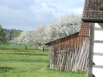 Scheune in Rudolfingen in Frühlingsblüte von Billo Heinzpeter Studer