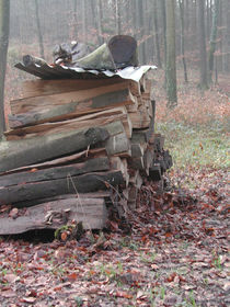 Holzspalten im Wald ob Rudolfingen by Billo Heinzpeter Studer