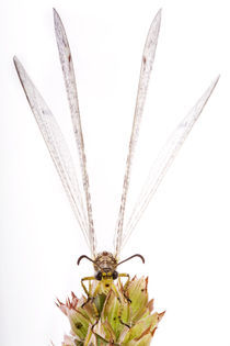 Gefleckte Ameisenjungfer (Euroleon nostras)  by Alfred Schauhuber