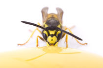 Deutsche Wespe (Vespula germanica) nascht Honig  von Alfred Schauhuber