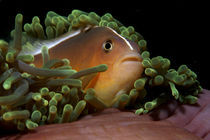 Anemonenfisch von Patrick Neumann