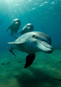 Dolphin Flight by Patrick Neumann
