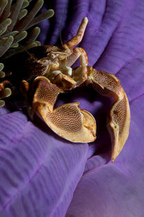 Porcelan crab by Patrick Neumann