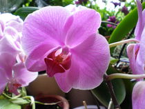 Orchidee, pink von Henriette Abt