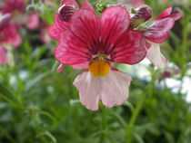 Blume von Henriette Abt