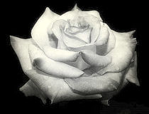 weiße Rose von Cornelia Greinke