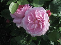 rosa Rose von Detlef Georgi