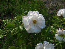 Weiße Rose von Detlef Georgi