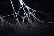 Spinnennetz von niehauto