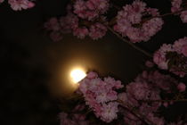 Mond +japanische Kirschblüte  von Gabriele Klimek