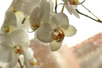 Orchideen by Gabriele Klimek