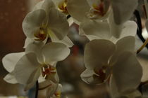 Orchideen von Gabriele Klimek