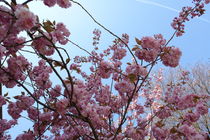 jap. Kirschblüte von Gabriele Klimek