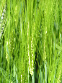 grüner Weizen von cleopatra7