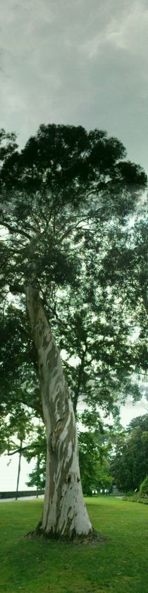 Eucalyptus von cleopatra7