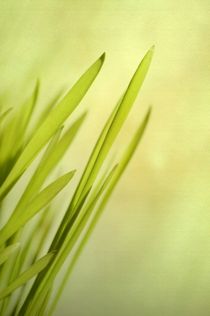 Green Grass by Priska Wettstein